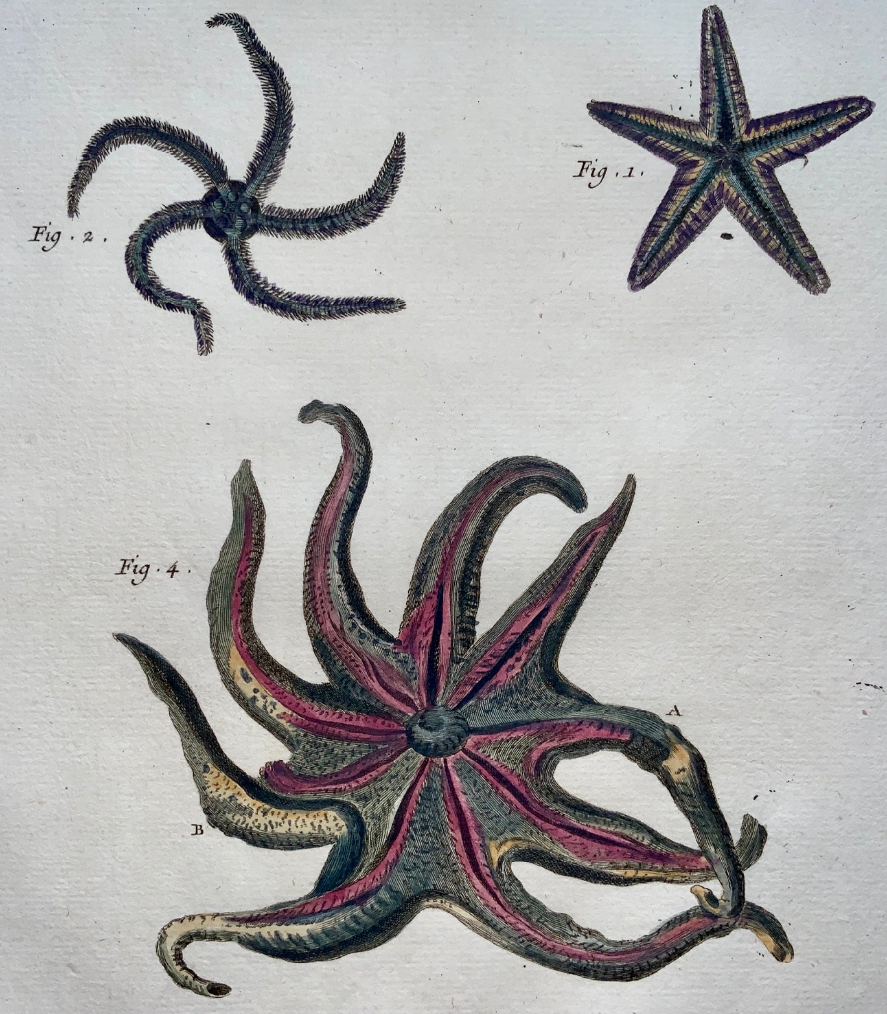 1780 Diderot SEA STARS STARFISH Aquatic Marine - hand coloured FOLIO engraving
