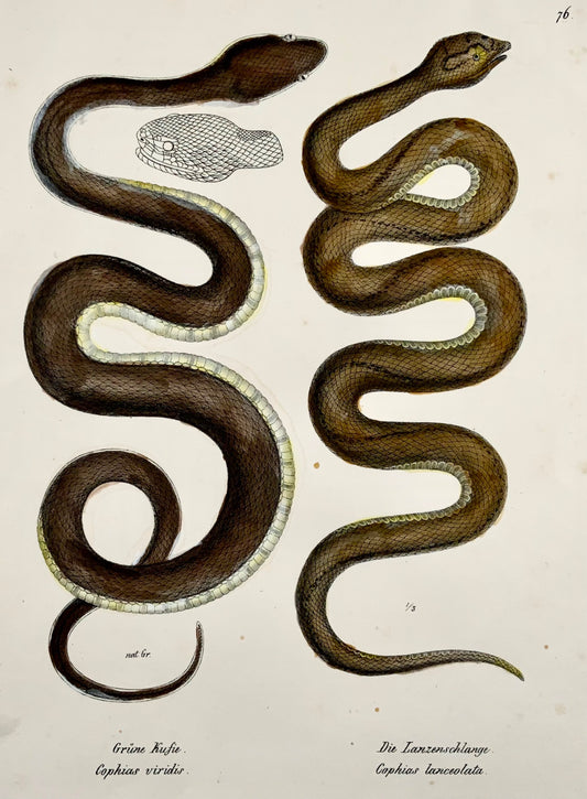 1833 H.R. Schinz (b1777) - BOTHROPS SNAKE - Hand colour stone lithograph - Reptiles