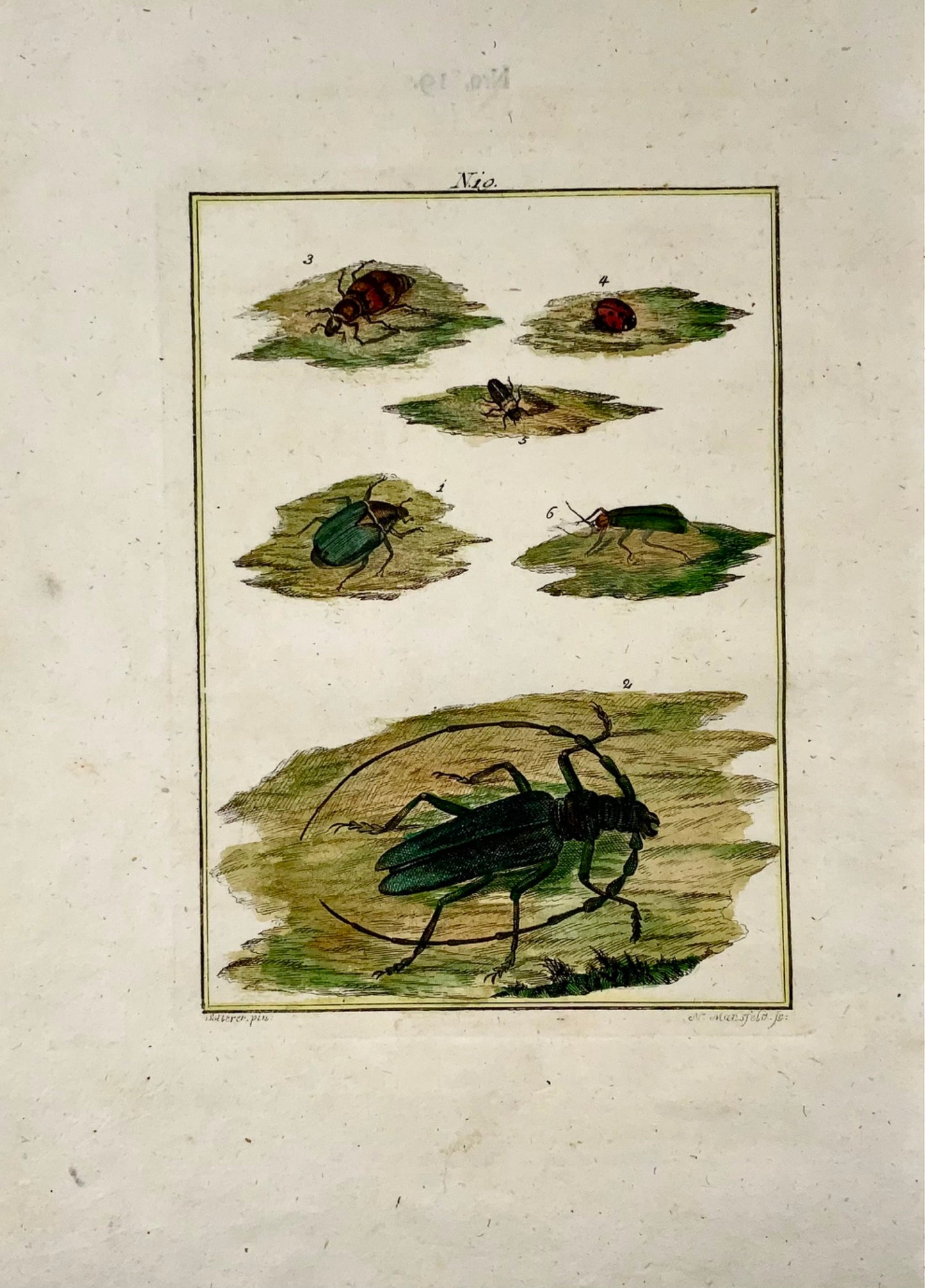 1790 Coleotteri, insetti, Joh. Incisione colorata a mano di Sollerer