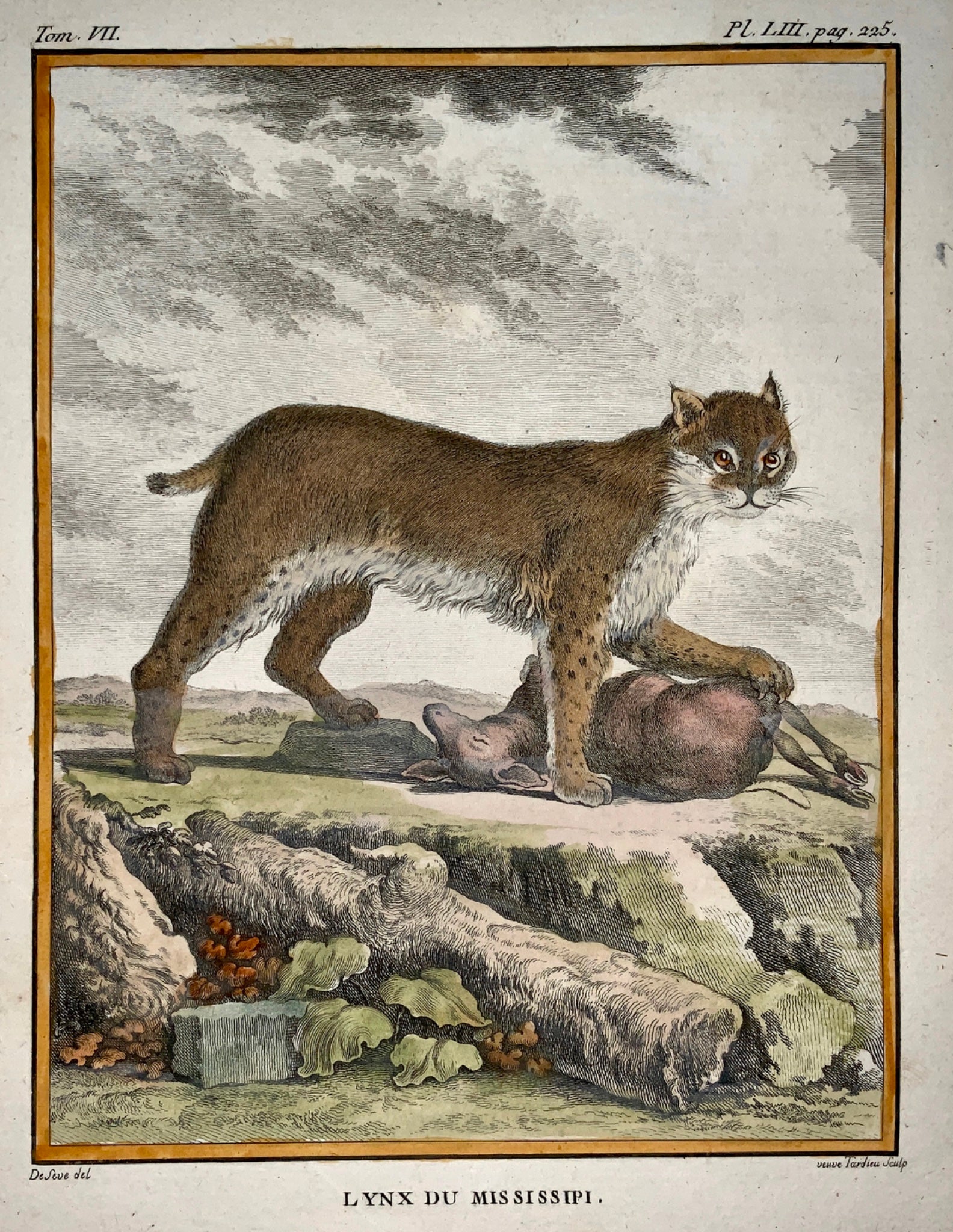 1766 De Seve - MISSISSIPI LYNX - large QUARTO edition handcol. engraving - Mammals