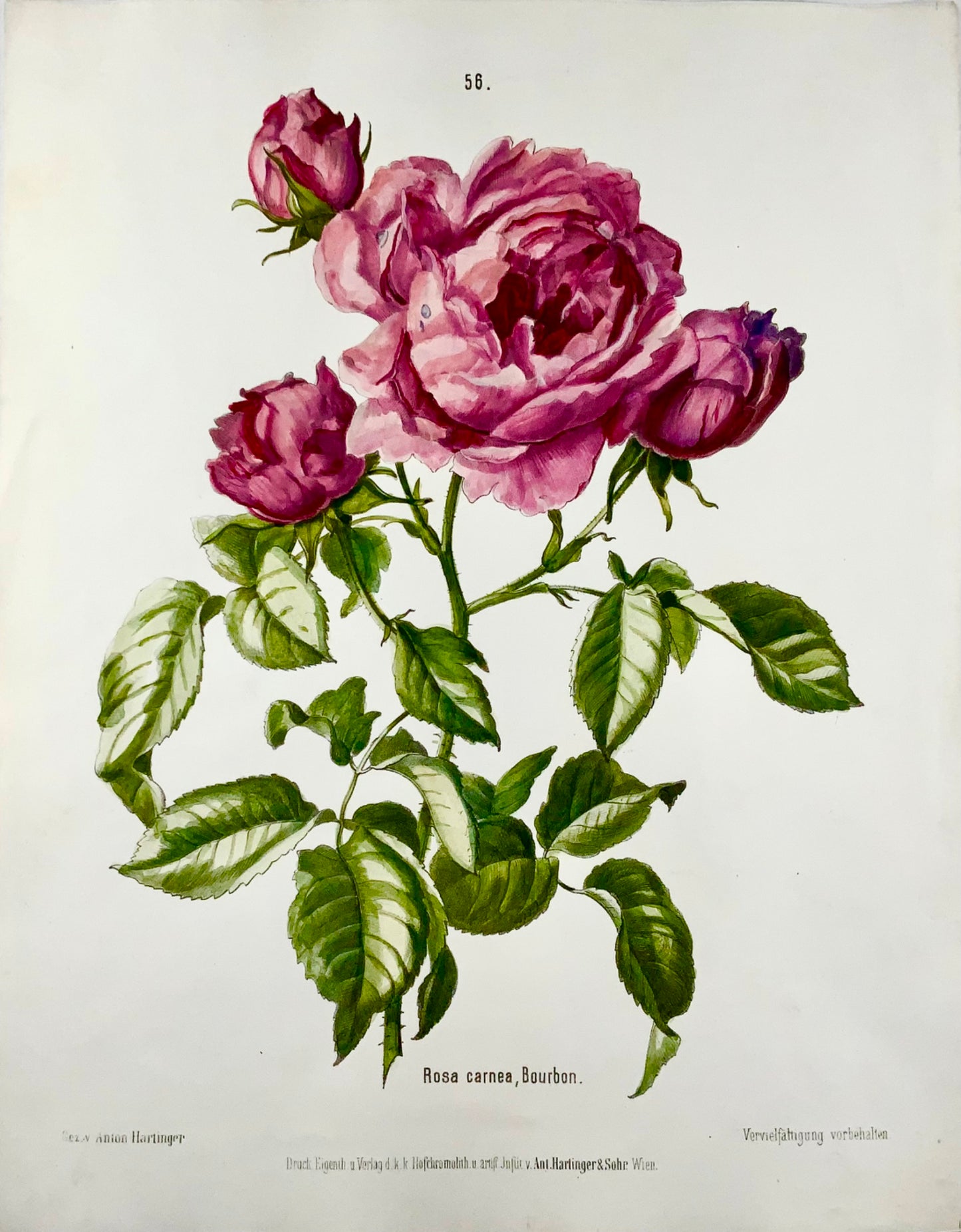 1860 Hartinger (b1806) Roses, Bournon, 35cm stone lithograph, hand coloured, bo