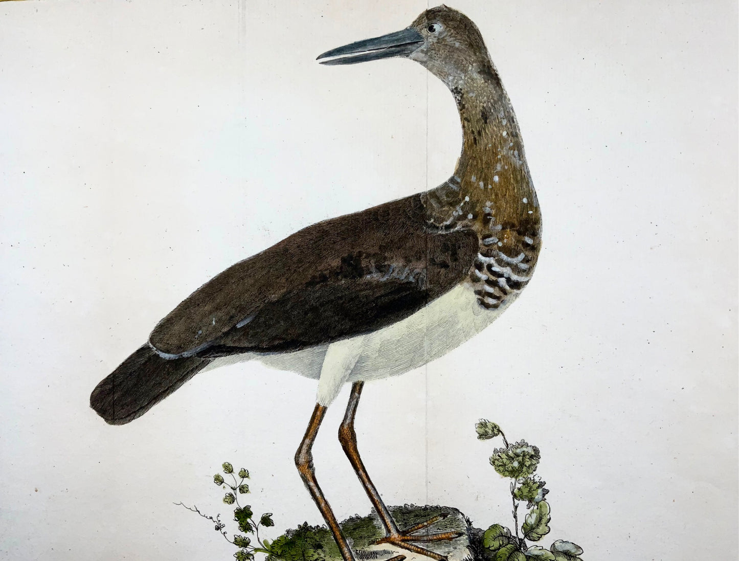 1760 p. Nic. Martinet (b1725), cicogna bruna, ornitologia, incisione su rame 