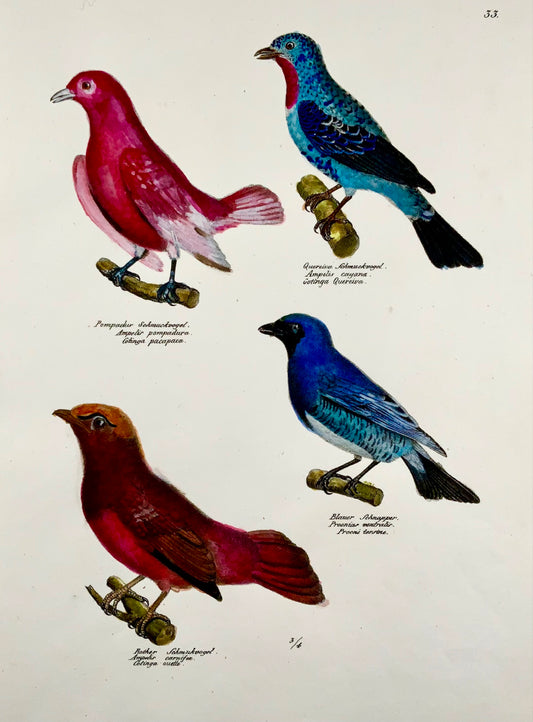 1830 Waxwings Songbirds - Ornithologie Brodtmann lithographie FOLIO colorée à la main