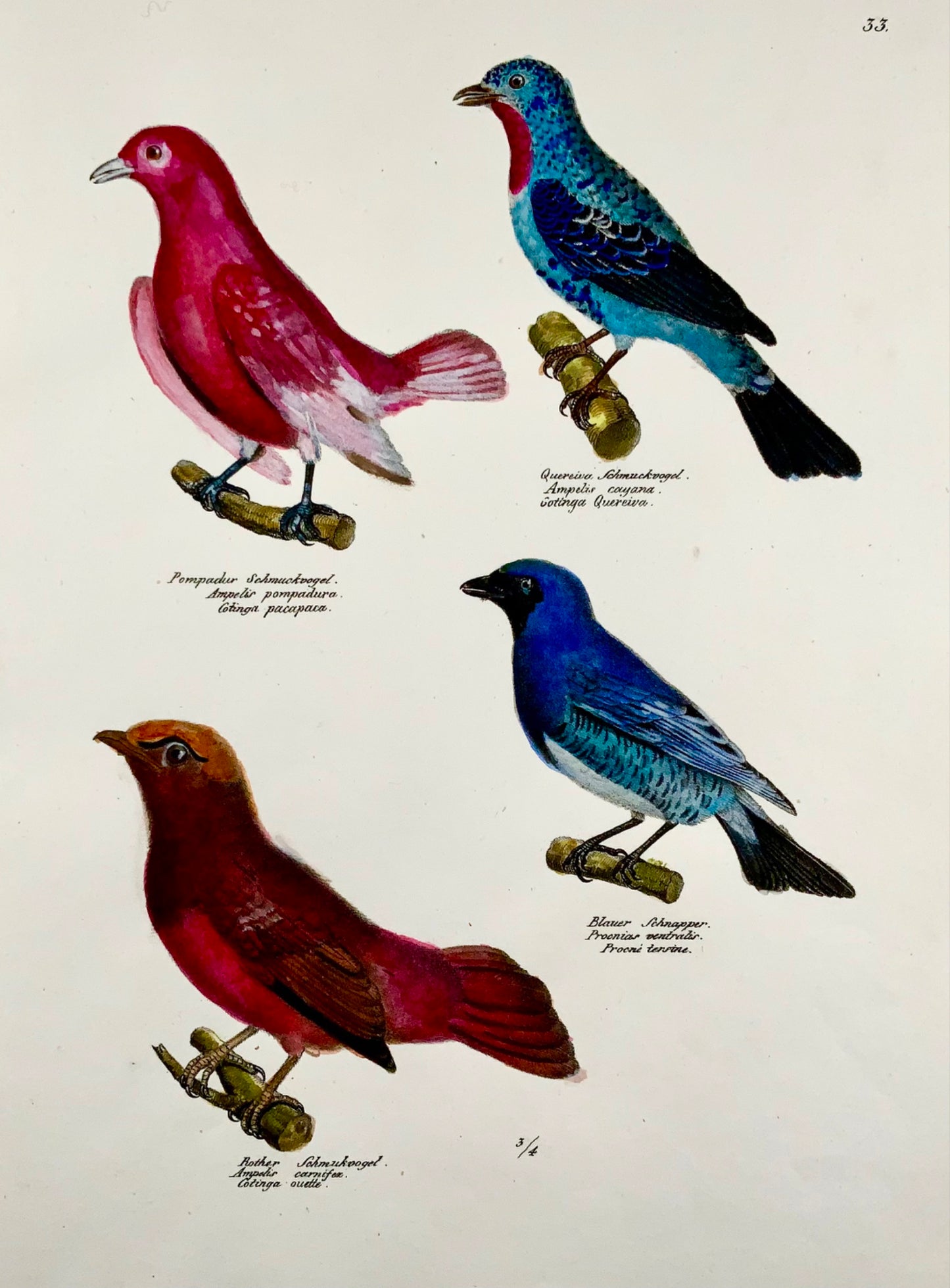 1830 Waxwings Songbirds - Ornithologie Brodtmann lithographie FOLIO colorée à la main
