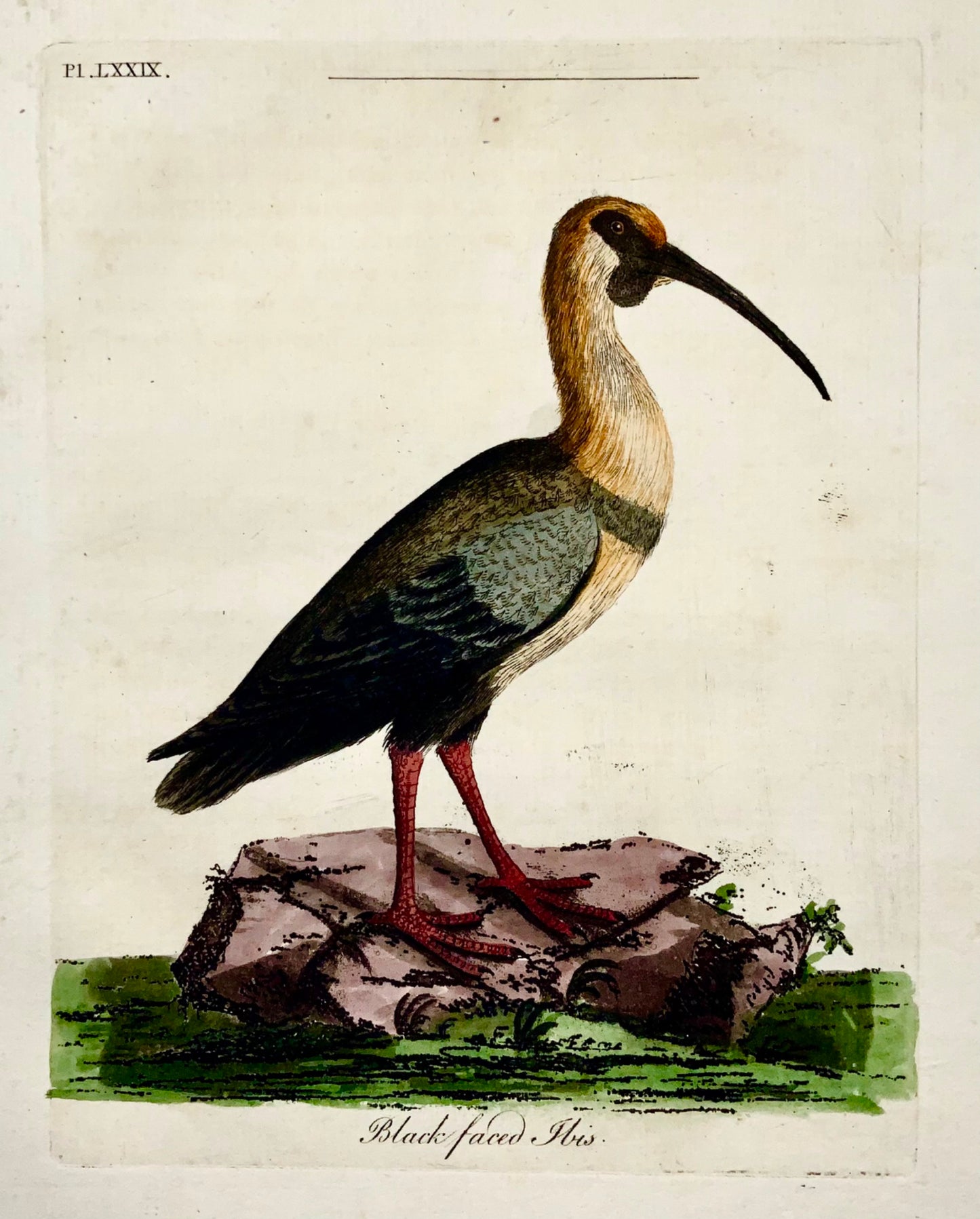 1785 Glossy Ibis, John Latham, in-quarto, ornithologie, gravure coloriée à la main