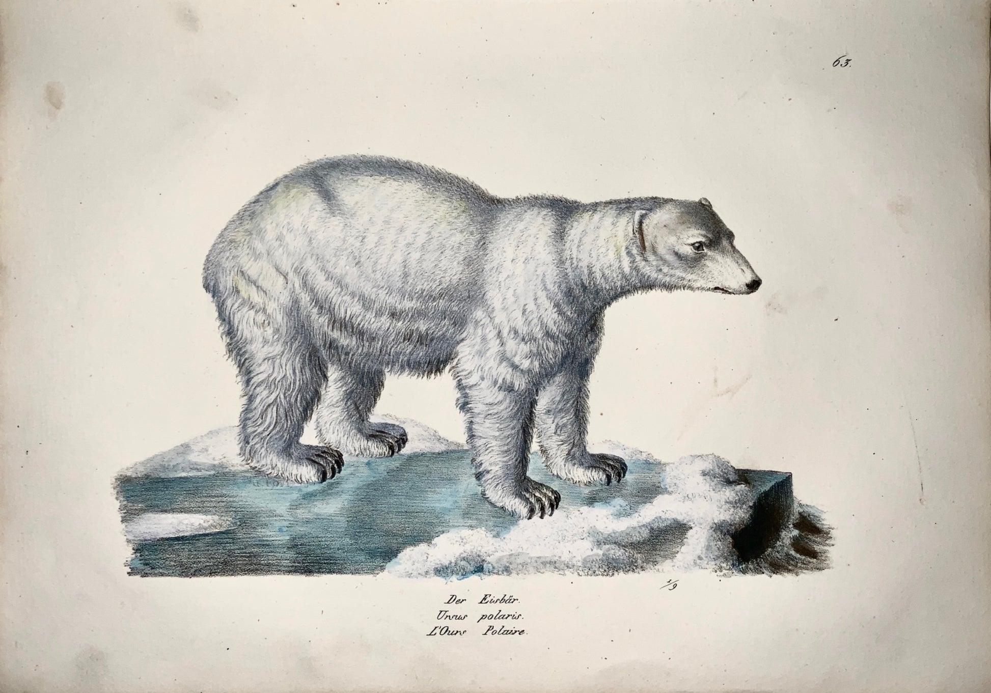 1824 POLAR BEAR Mammal - K.J. Brodtmann hand colored FOLIO lithography