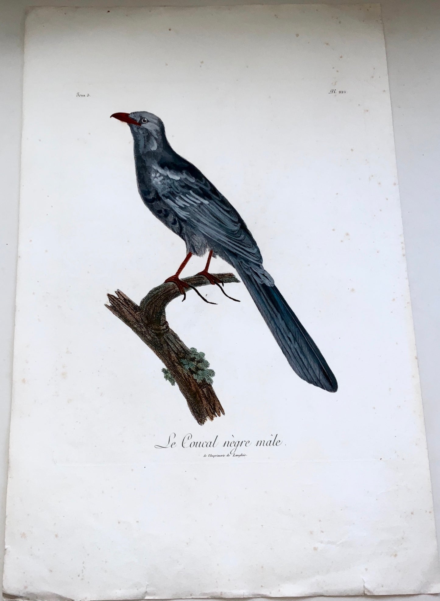 1802 Francois Le Vaillant (1753-1824) - Large folio - Black faced COUCAL - Ornithology
