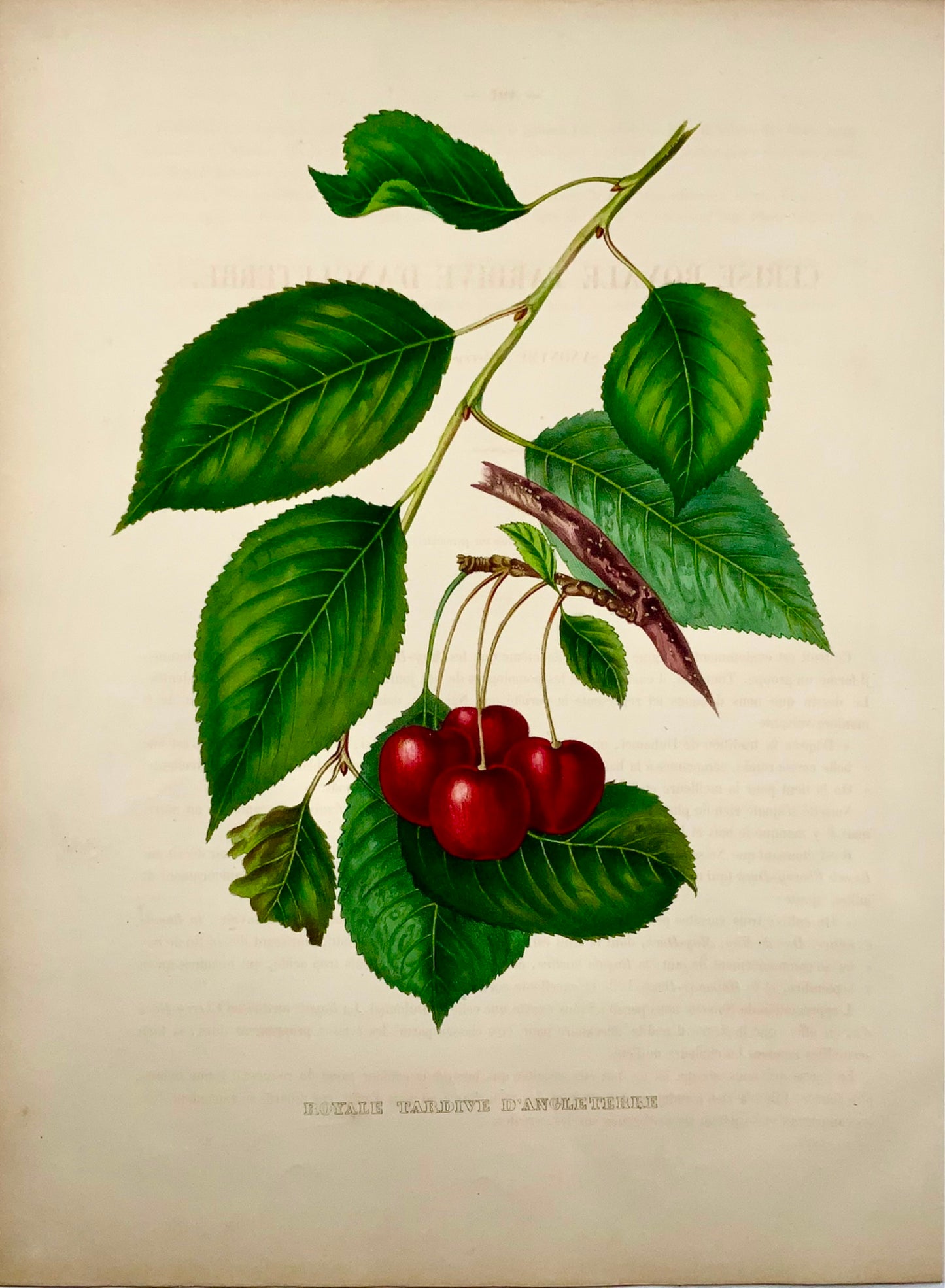 1853 A. Bivot; Arboriculture Pomology, Cherries, Fruit, 35cm fine hand colour