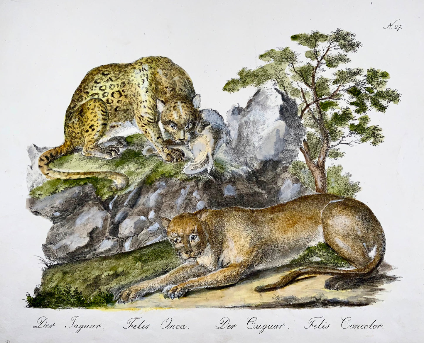 1816 Jaguar, Cougar, Imperial folio, 42.5 cm, incunabula of lithography, scarce, mammals