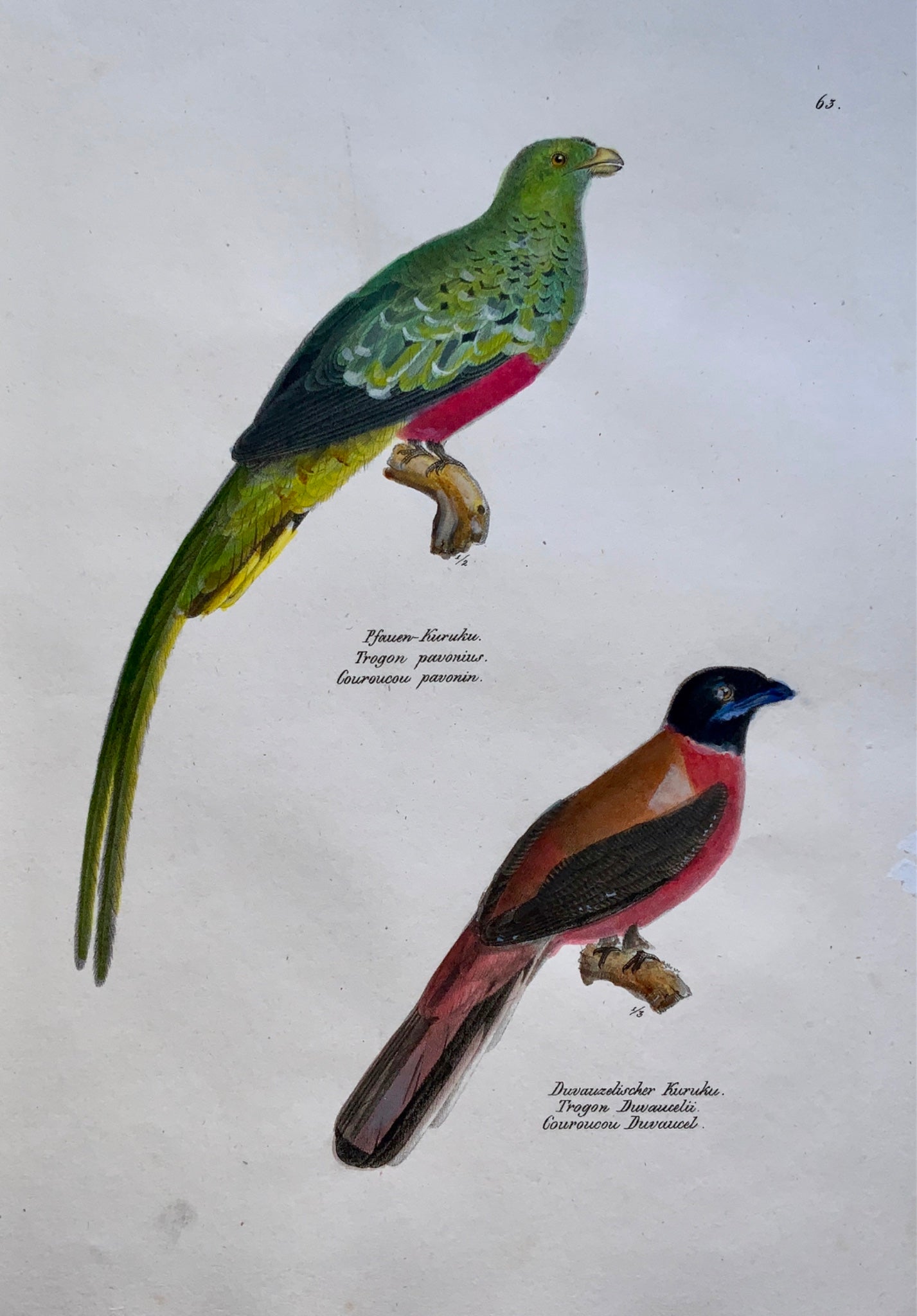 1830 TROGON Ornithology - Brodtmann hand coloured FOLIO stone lithograph