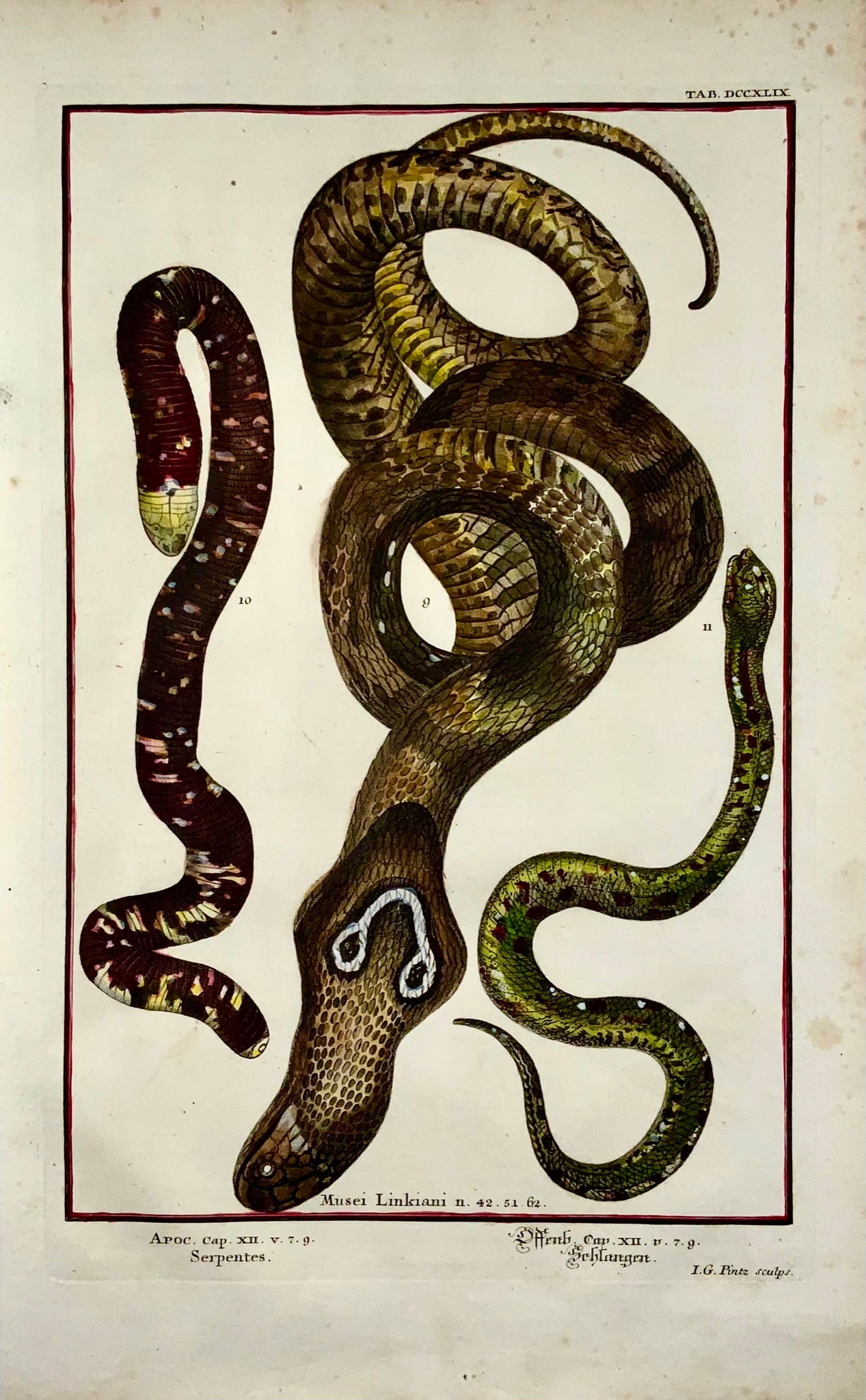 1735 Jean. Jacques. Scheuchzer, Spectacle Snake, folio, coloré à la main, reptile