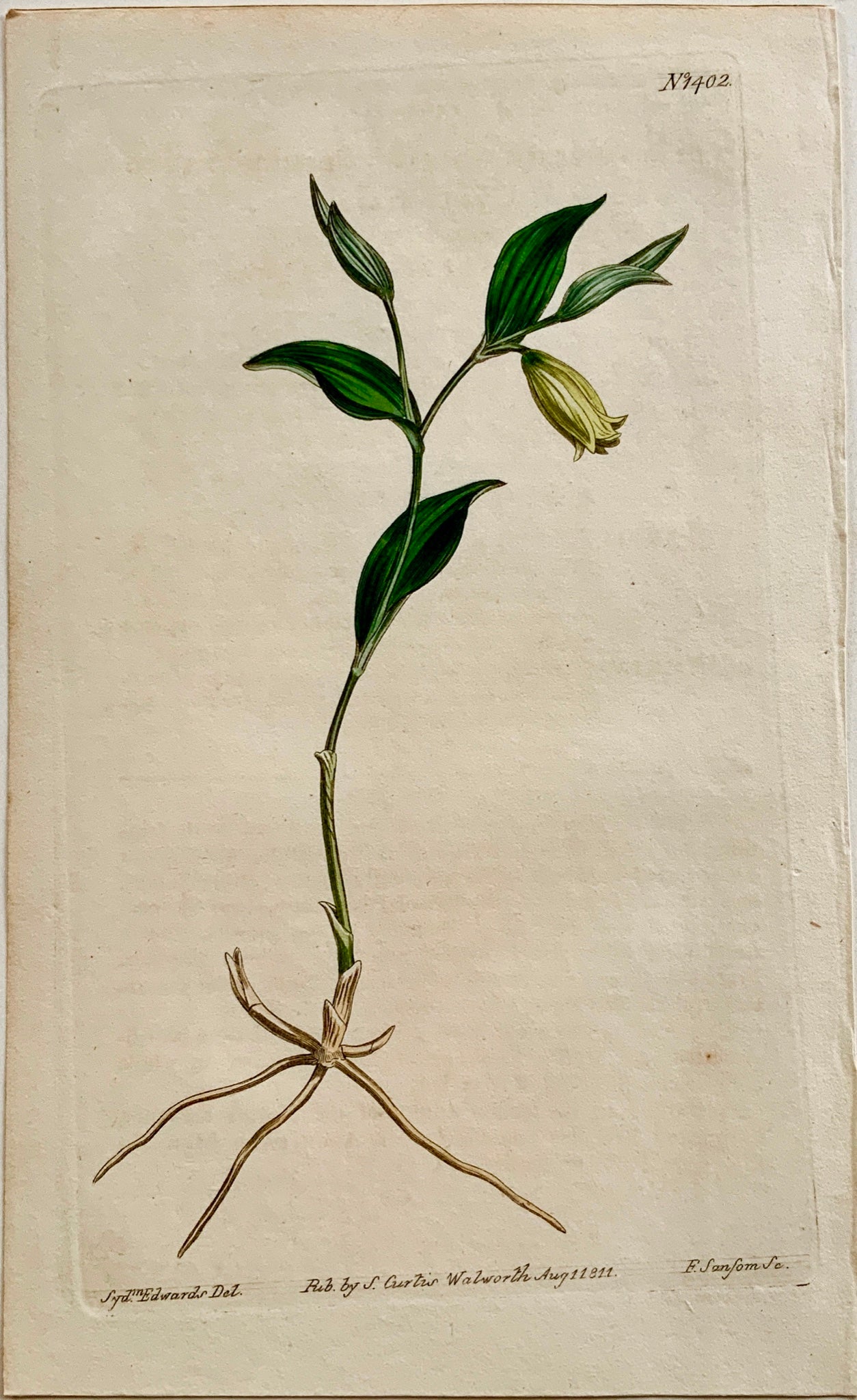 1811 MERRYBELL Syd. Edwards del.; E. Swanson sc. Hand coloured - Botany