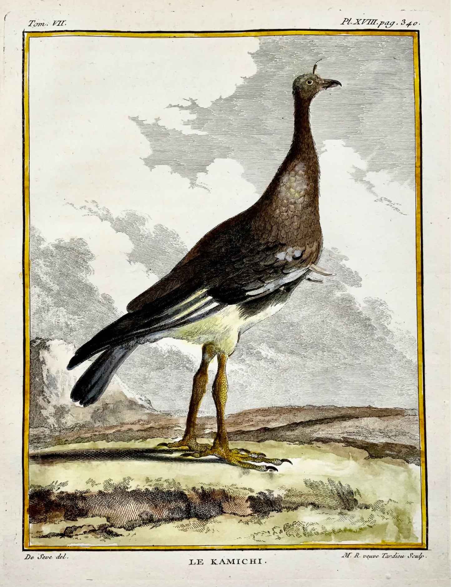 1779 de Seve - S'ern SCREAMER - Ornitologia - 4to Grande incisione Edn