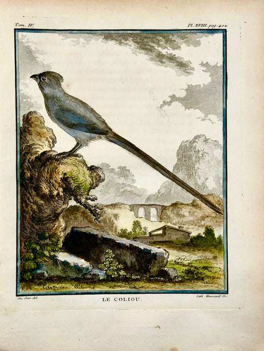 1779 de Seve - COLIOU MOUSEBIRD Bird - Ornithology - 4to Large Edn engraving