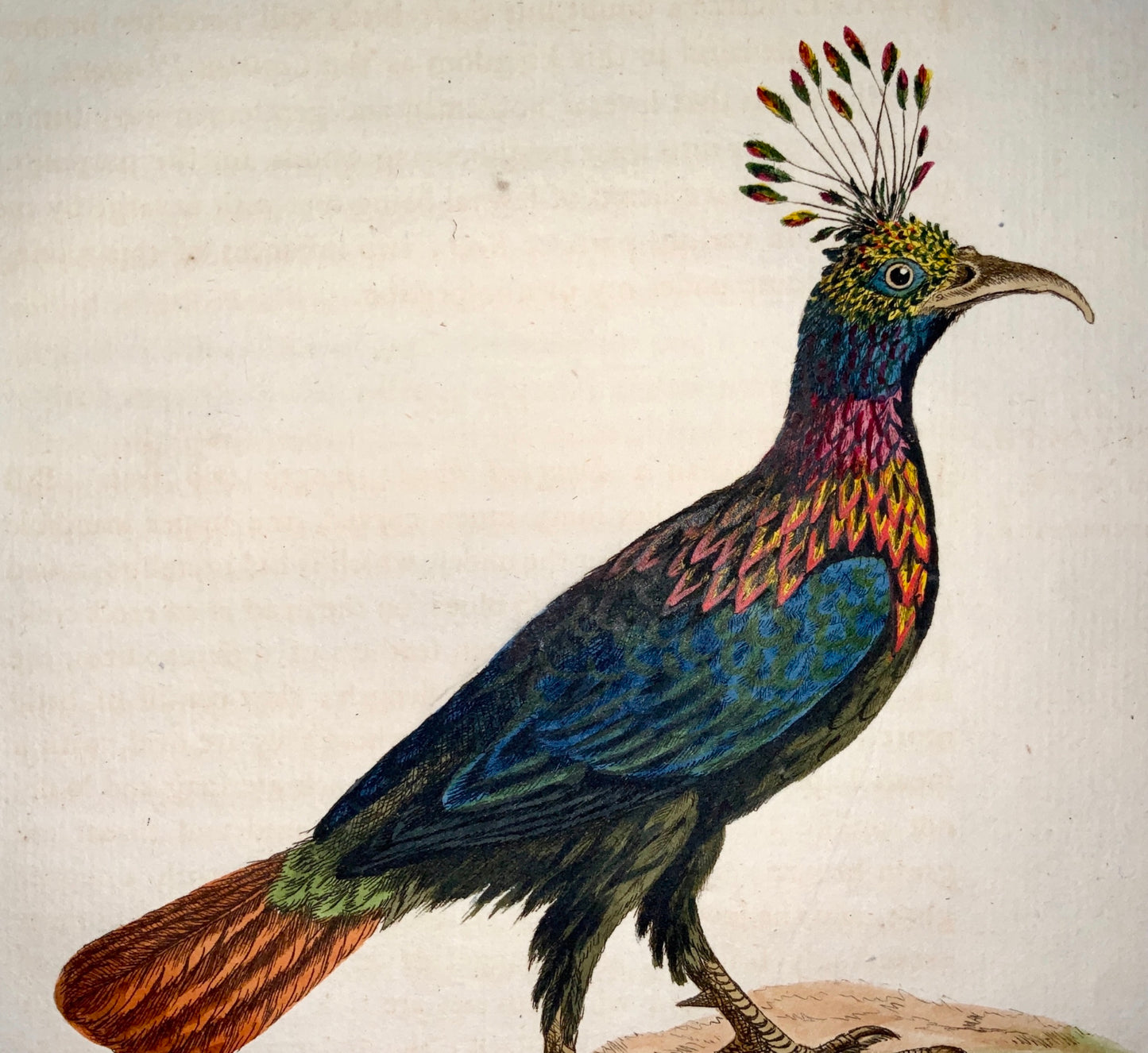 1785 John Latham - Synopsis - Himalayan MONAL pheasant - Ornithology - hand coloured