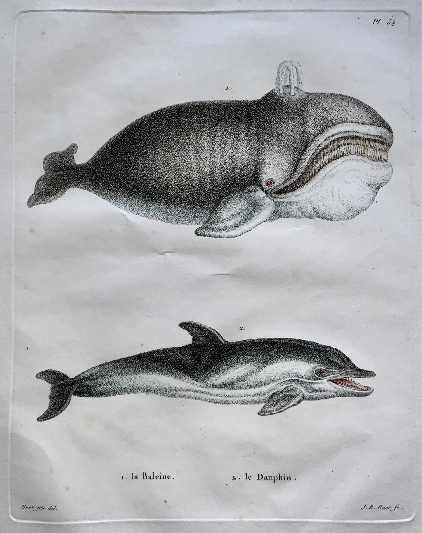 1808 Jean Baptiste Huet [1745-1811] WHALE DOLPHIN coloured stipple engraving - Mammals