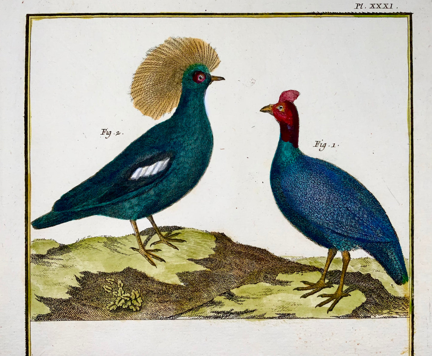 1751 Faraona, Fagiani, ornitologia, Martinet, foglio grande, colore a mano