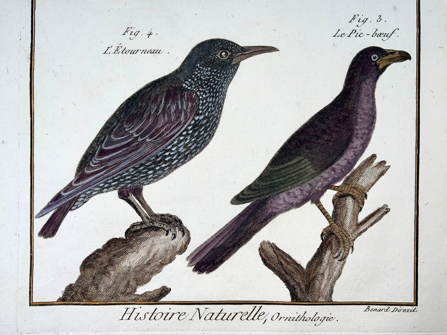 1789 Storno, Picchio muratore, Benard sc. quarto, colore a mano, incisione, ornitologia