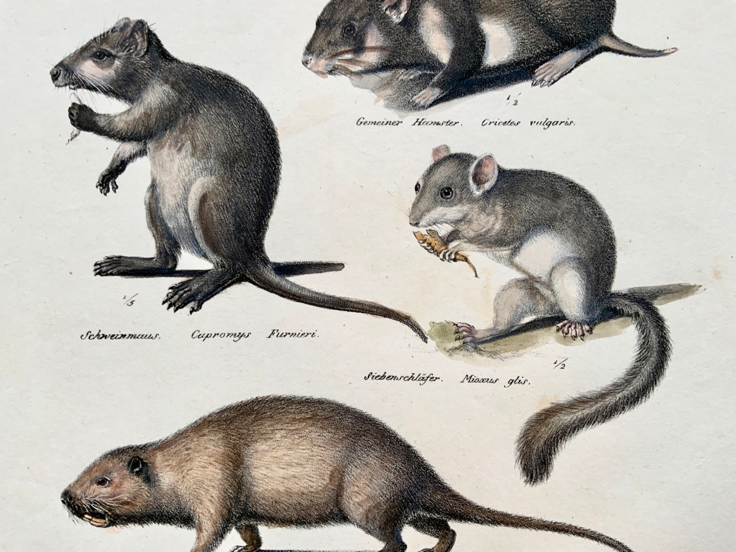 1824 Rodents: Hamster, Mice, Rats - K.J. Brodtmann hand colored FOLIO lithograph - Mammals