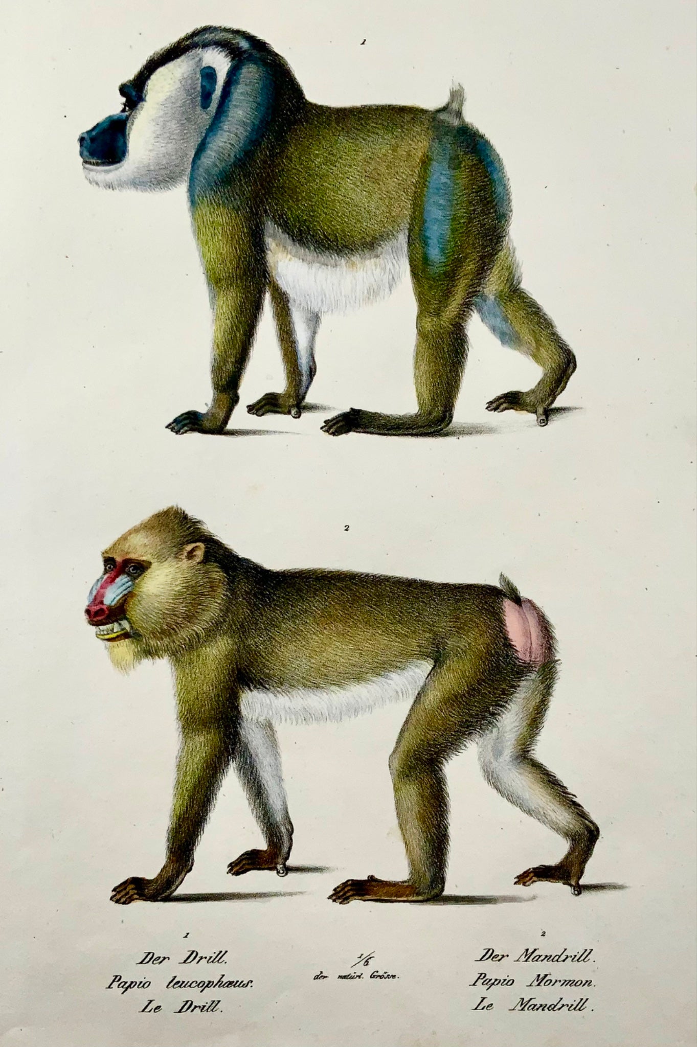 1824 Mandrill, Babouin, Brodtmann, coloré à la main, lithographie en pierre folio, mammifères