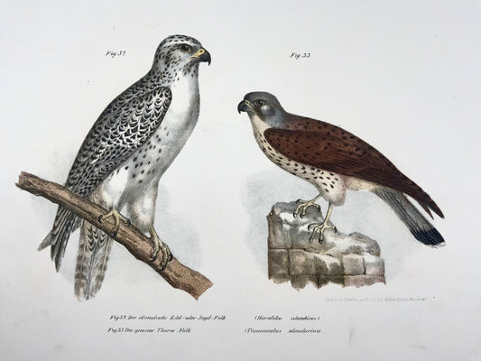 1860 Falcon Raptors, Fitzinger, litografia a colori rifinita a mano, ornitologia