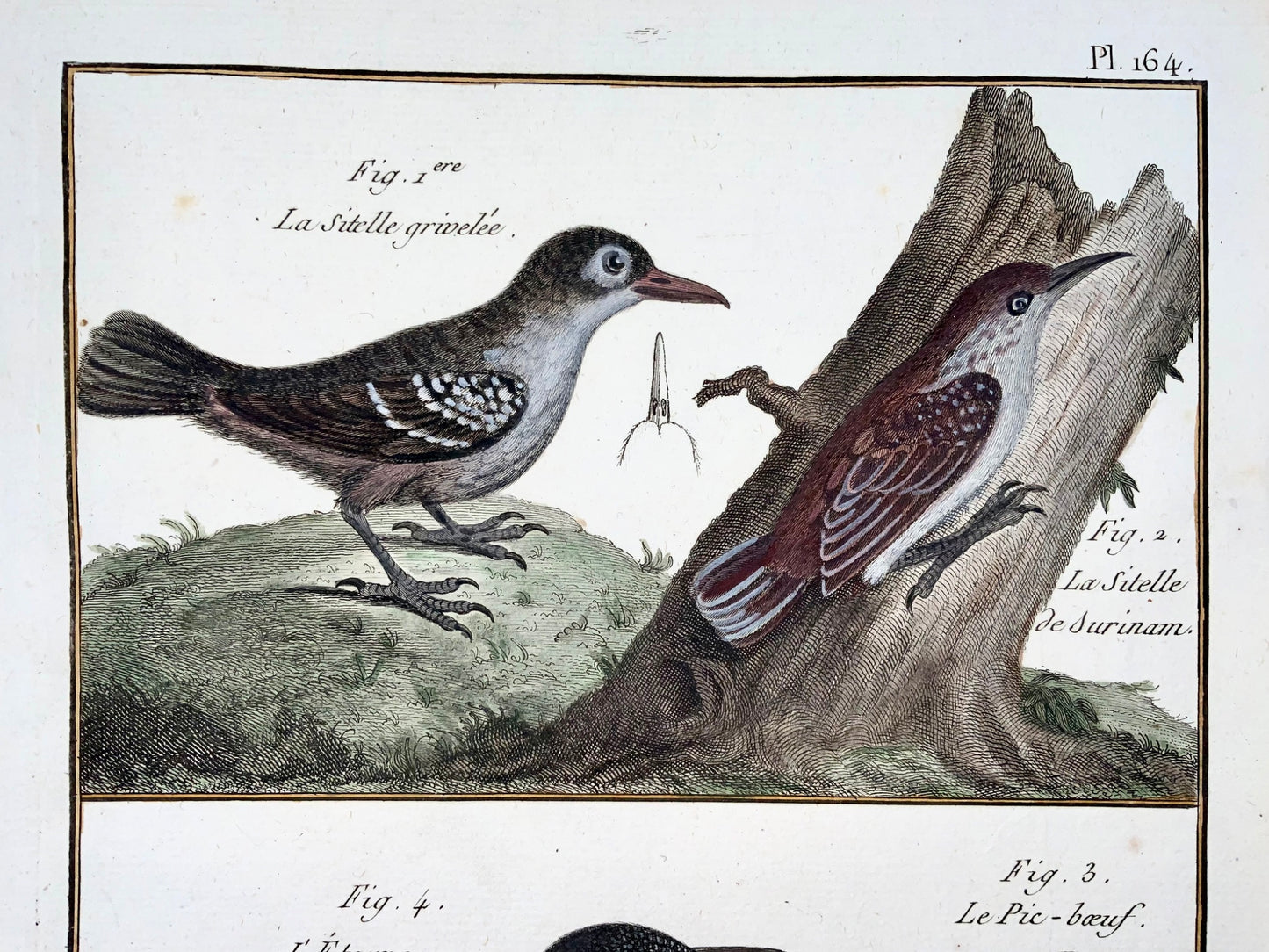 1789 Étourneau sansonnet, sittelle, Benard sc. in-quarto, couleur à la main, gravure, ornithologie