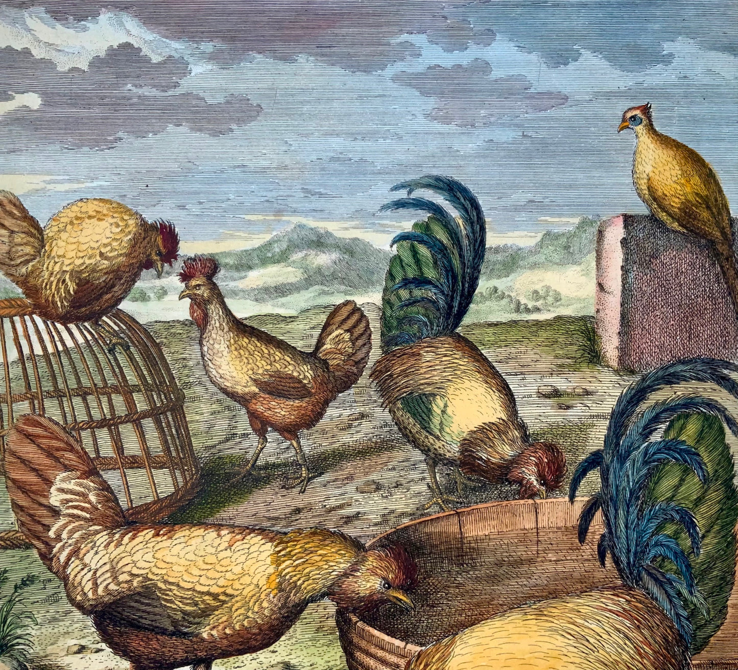 1673 Chickens, Poultry, Nicolas Robert, folio etching in hand colour
