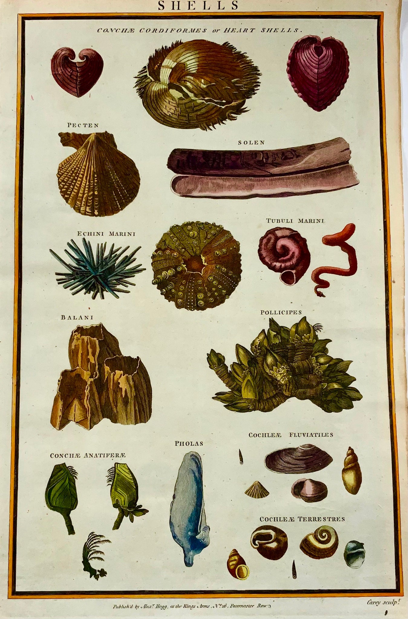 1785 Conchiglie, ricci, conchiglia, vita marina, folio, colorato a mano