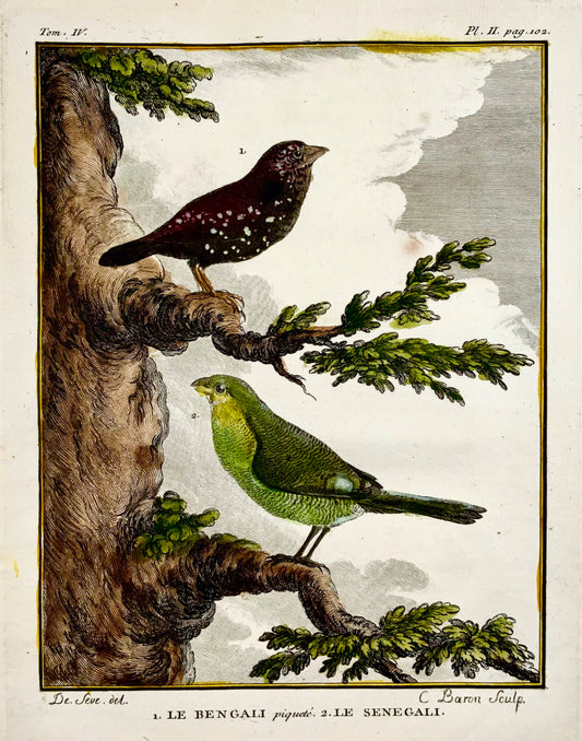 1779 de Seve - Avadavat rosso, fringuello - Ornitologia - 4to Grande incisione Edn
