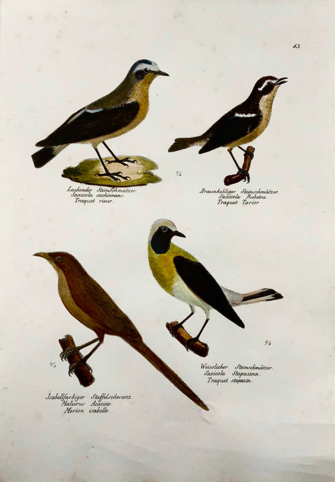 1830 Winchat, wrens, ornithology, Brodtmann, lithograph, folio