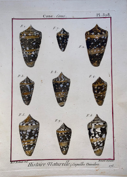 1789 J. B. Lamarck; H.J. Redoute - CONE Conus Seashell Conchology hand colour