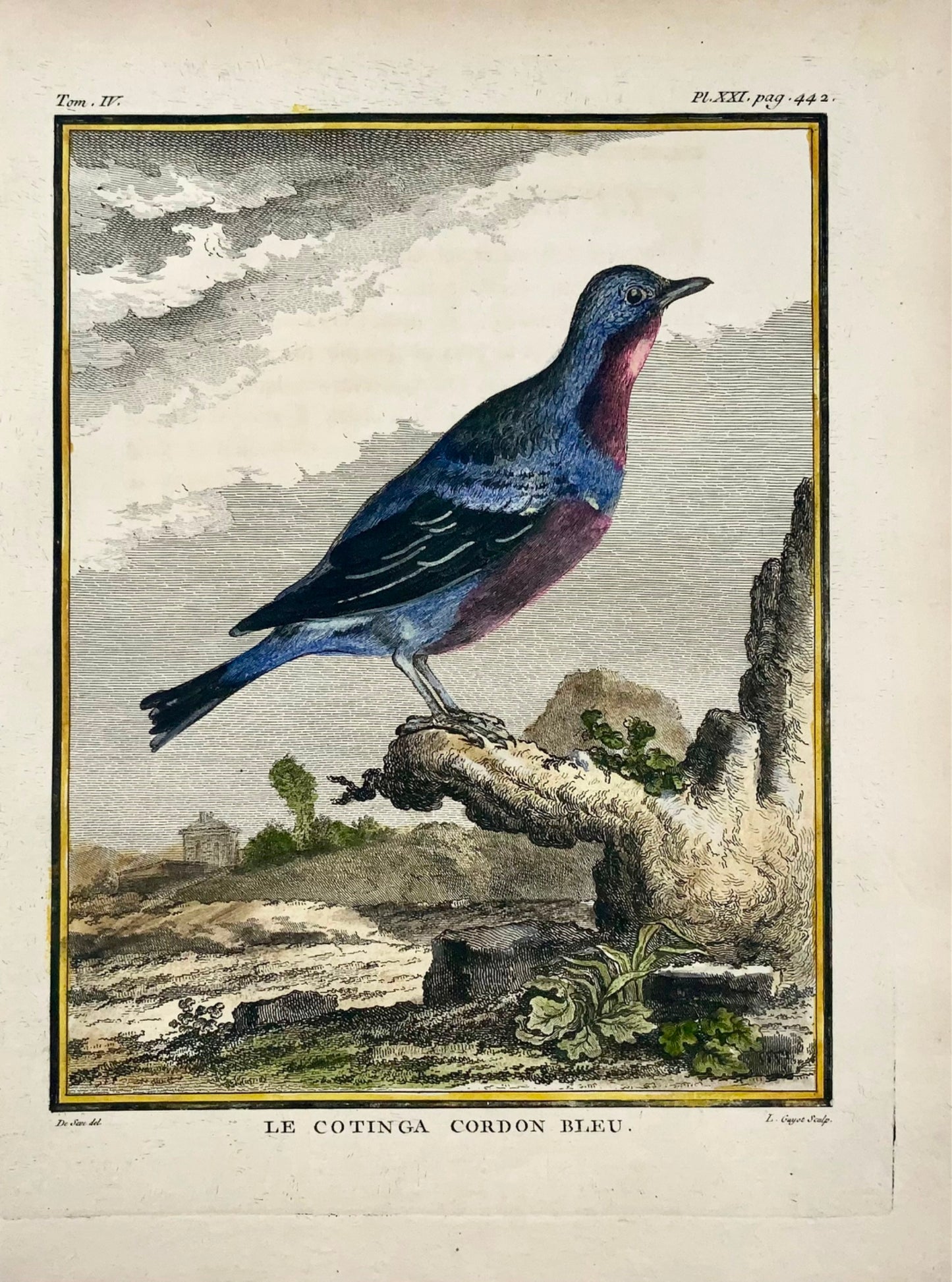 1779 De Seve, Spangled Cotinga, ornitologia, edizione da un litro grande, incisione 