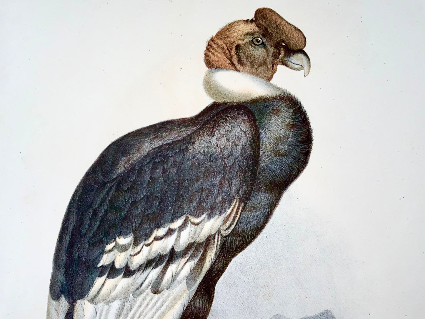 1860 Condor vulture, Fitzinger, colour lithograph with hand finish, ornithology