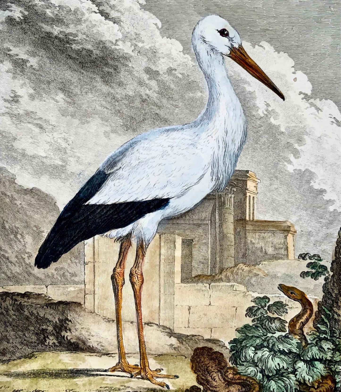1779 de Seve - Uccello CICOGNA - Ornitologia - 4to Grande incisione Edn