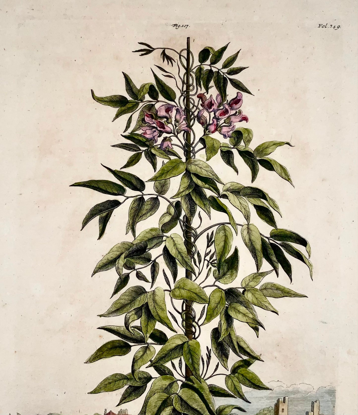 1696 Abraham Munting, arachide américaine, noix de terre, folio botanique