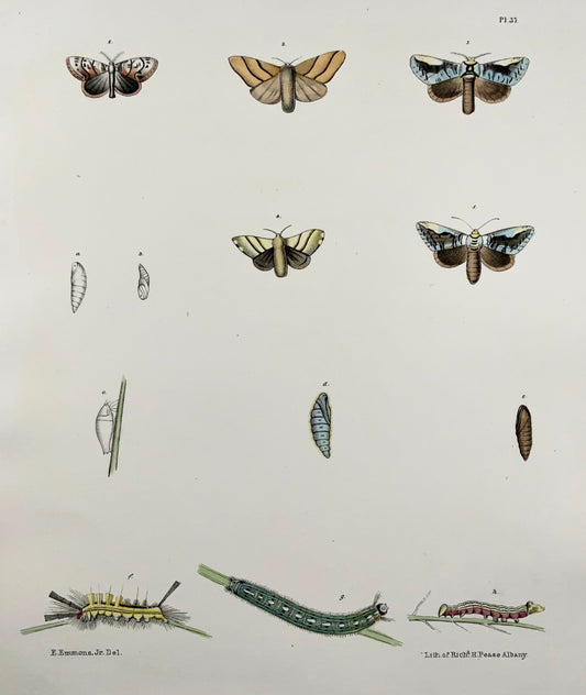 1854 Pease lith; Emmons - Butterflies Phalaena - hand coloured stone lithograph