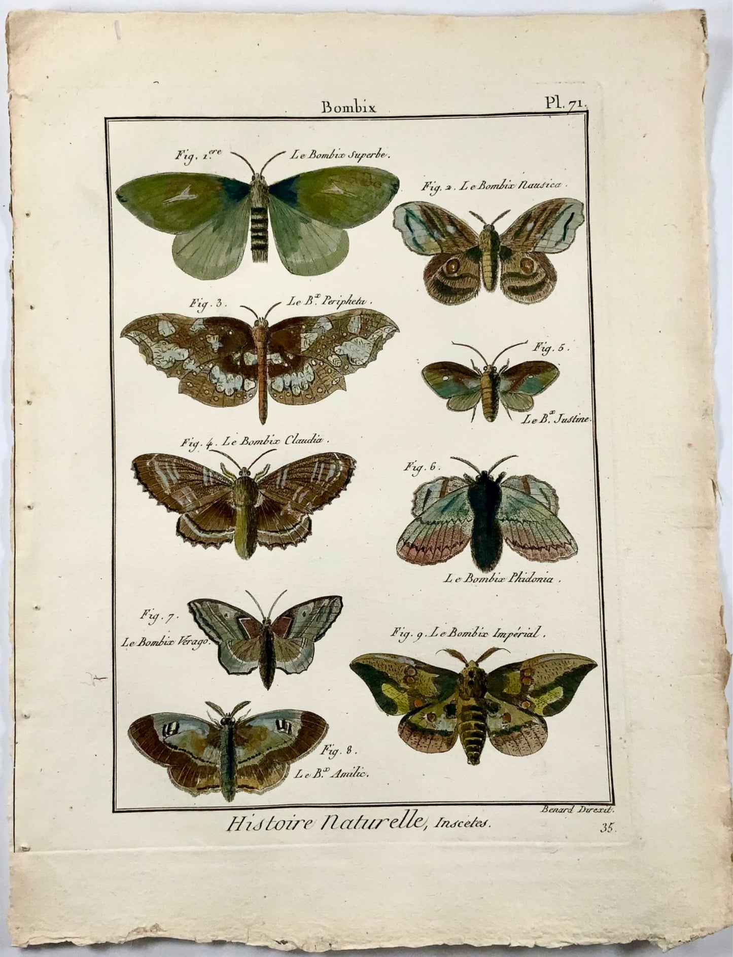1794 Falene di seta Bombyx, insetti, Latreille, incisione in rame quarto colorata a mano