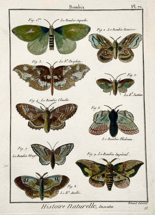 1794 Bombyx Silk Moths, Insects, Latreille, handcoloured quarto copper engraving