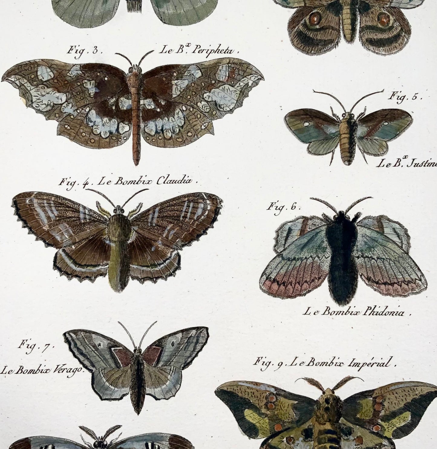 1794 Bombyx Silk Moths, Insects, Latreille, gravure sur cuivre in-quarto coloriée à la main