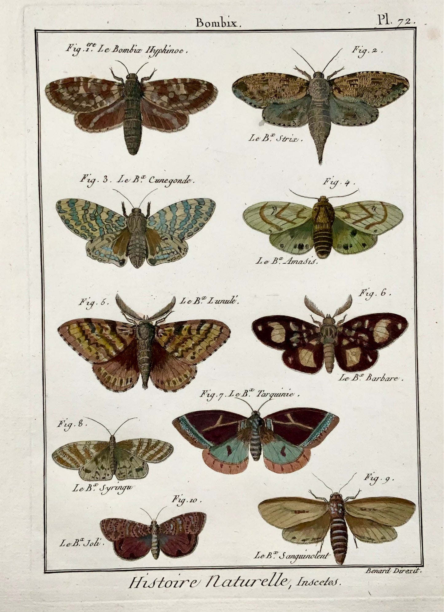 1794 Bombyx Silk Moths, Insect, Latreille, handcoloured quarto copper engraving