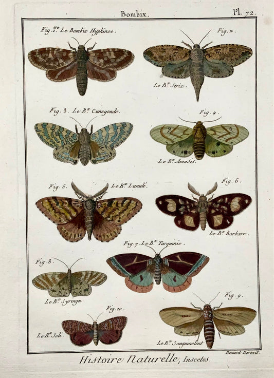 1794 Bombyx Silk Moths, Insect, Latreille, gravure sur cuivre in-quarto coloriée à la main