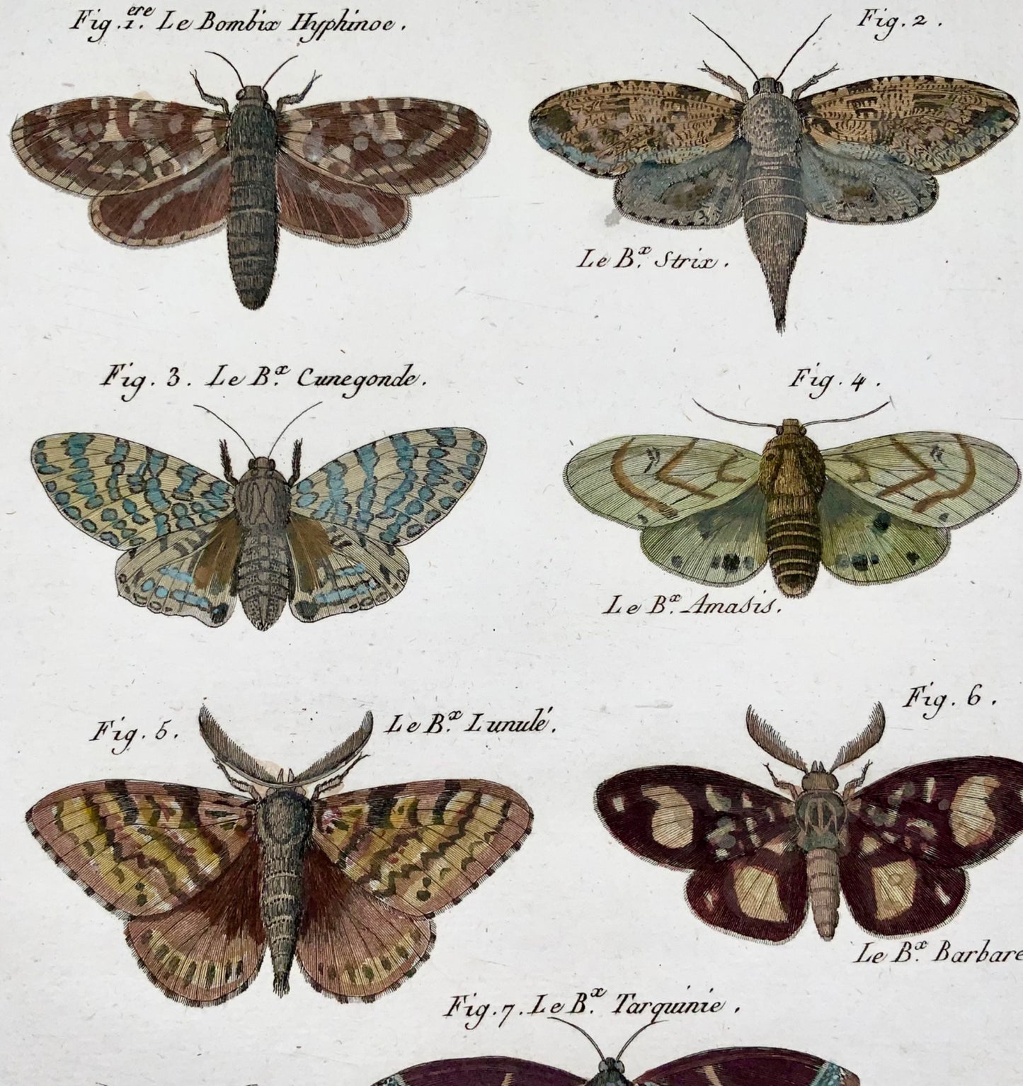 1794 Bombyx Silk Moths, Insect, Latreille, handcoloured quarto copper engraving