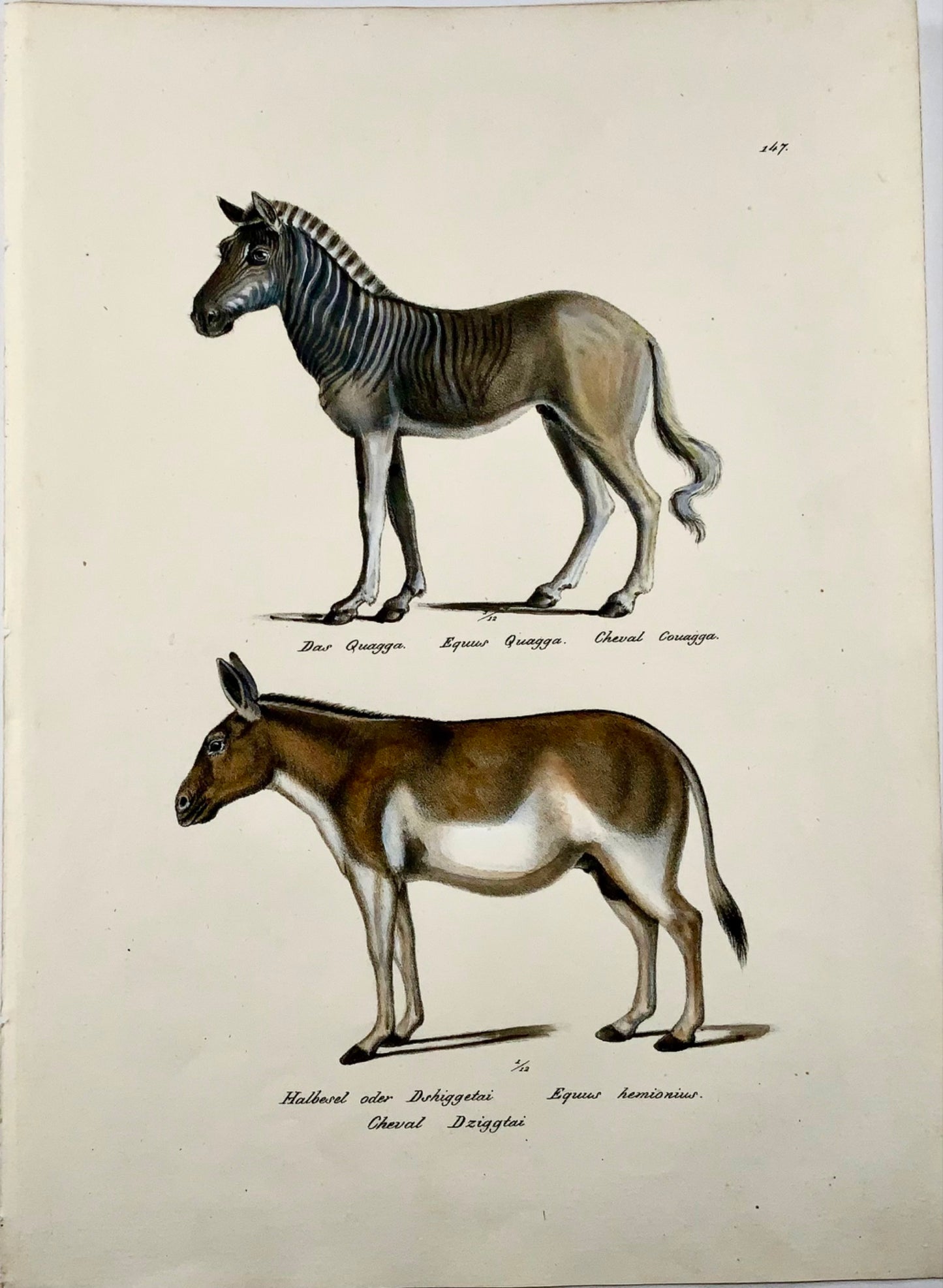 1824 Quagga (éteint), âne, mammifère, coul. à la main de KJ Brodtmann, lithographie in-folio