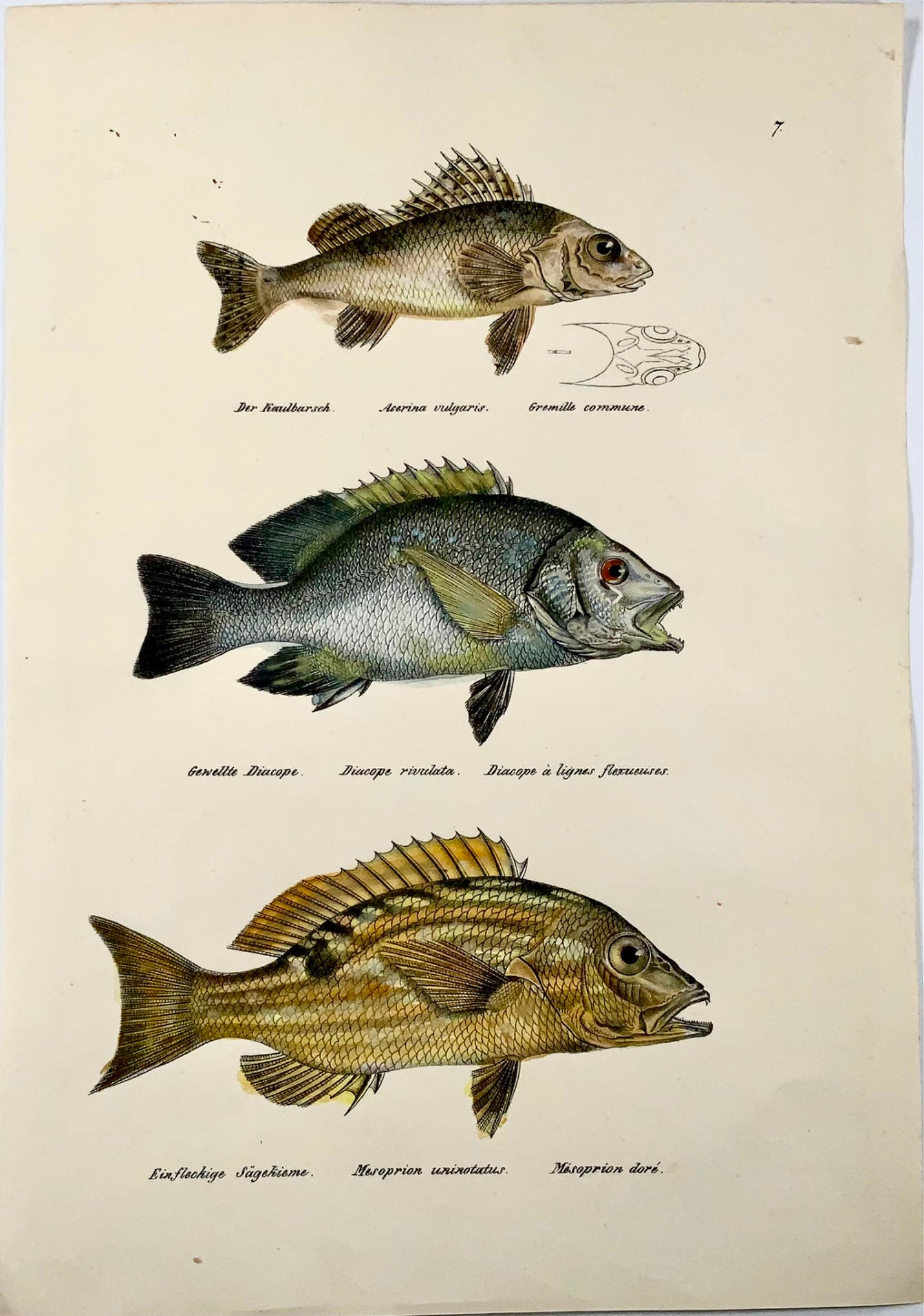 1833 Threadfin Bream, Ruffe, fish, Schinz, folio, lithographie coloriée à la main