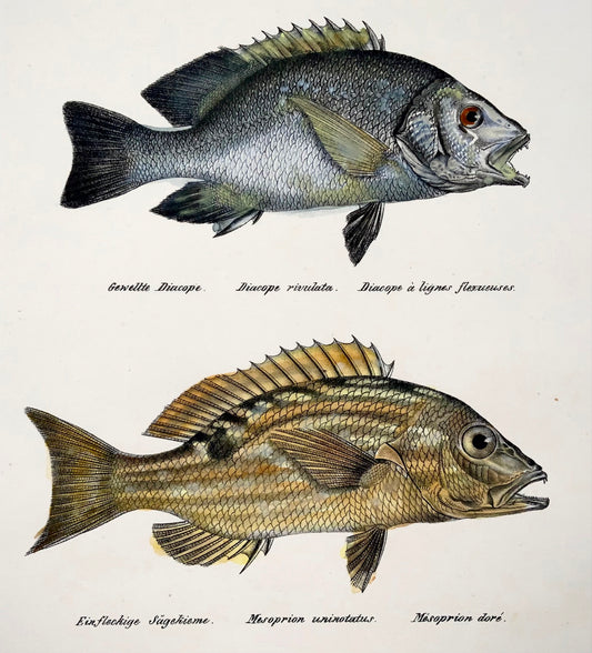 1833 Threadfin Bream, Ruffe, fish, Schinz, folio, hand coloured lithograph