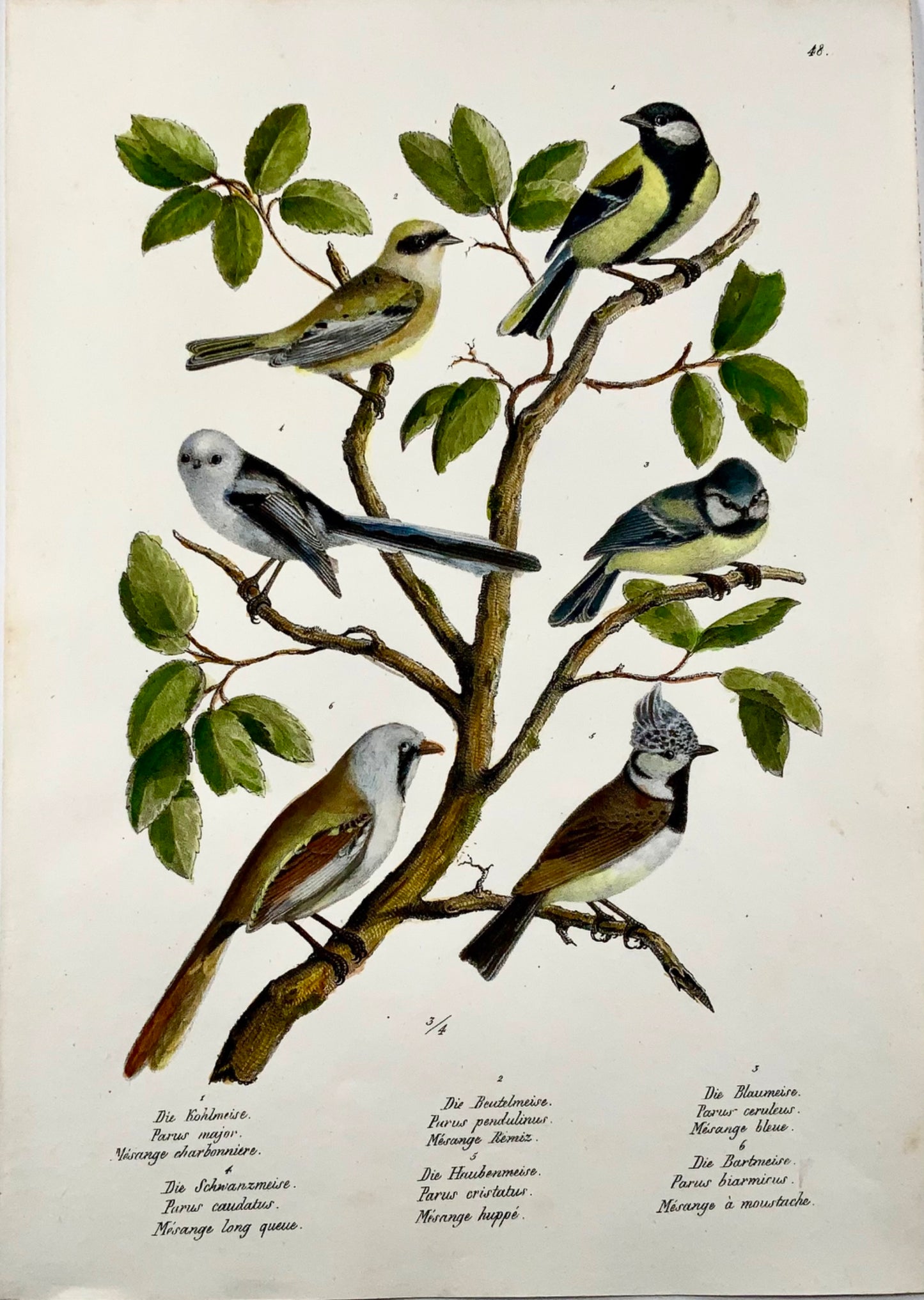 1830 Paridae, tits, birds, ornithology Brodtmann hand coloured folio lithograph