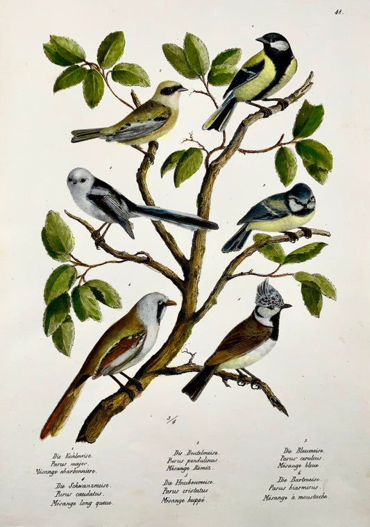 1830 Paridae, tette, uccelli, ornitologia Brodtmann litografia in folio colorata a mano 