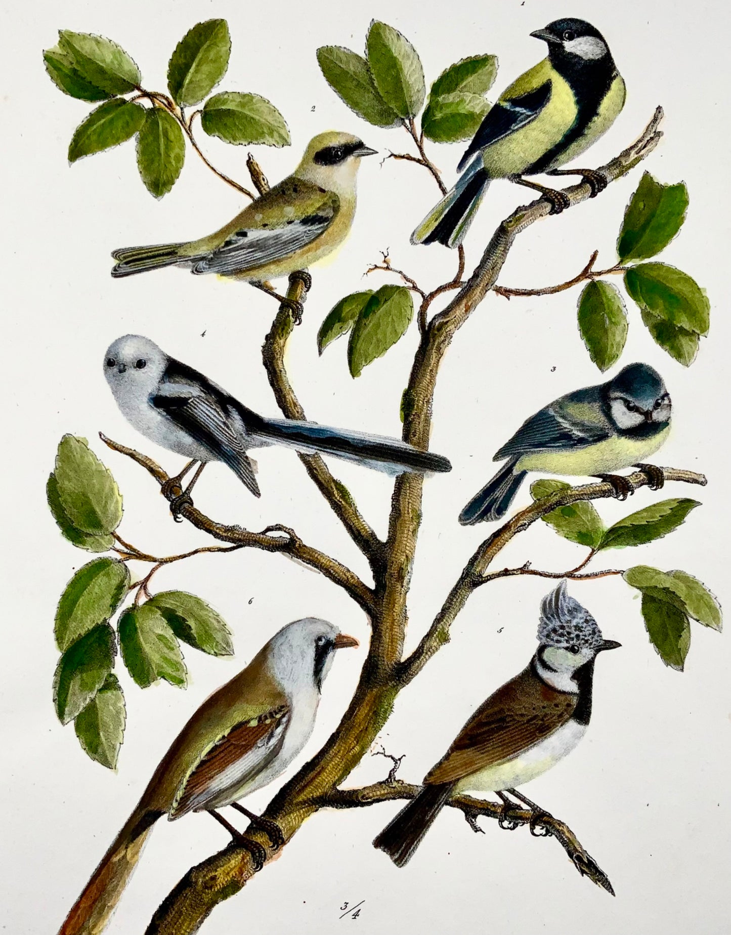 1830 Paridae, tette, uccelli, ornitologia Brodtmann litografia in folio colorata a mano 