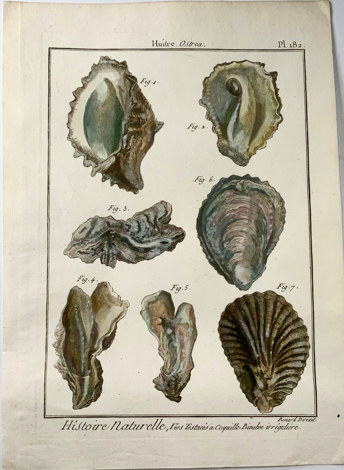 1789 Huîtres, Benard sc. in-quarto, couleur à la main, gravure, vie marine