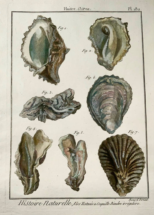 1789 Ostriche, Benard sc. quarto, colore a mano, incisione, vita marina